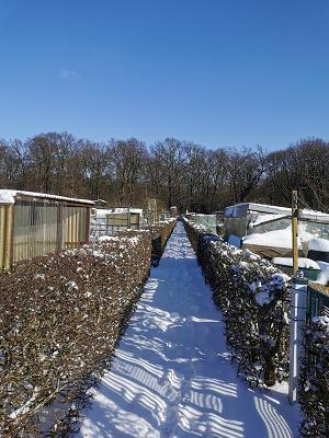 Gartenbauverein Bergmannslust e.V.