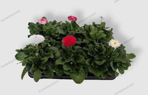 Gartenbau Arden