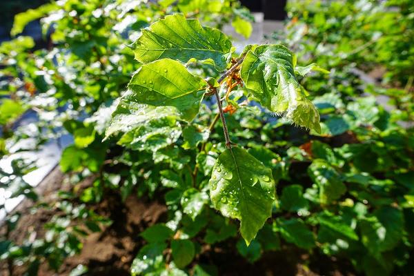 Witzke Garten- und Landschaftsbau