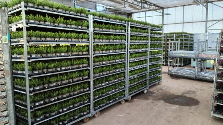 Ludger Cattelaens Gartenbau KG