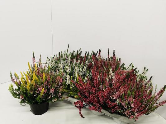 Gartenbau Kielau GbR