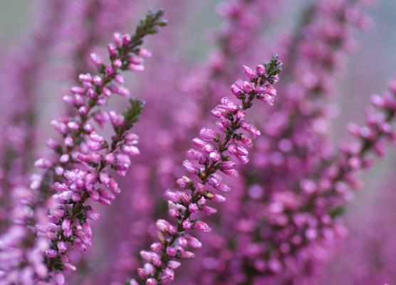 Gerritzen Gartenbau Kevelaer