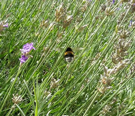 van den Boom Garten- & Landschaftsbau Markus van den Boom