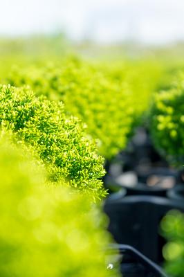 Gartenbau Udo Keysers