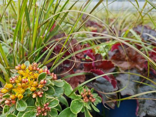 Gartenbau Leenen