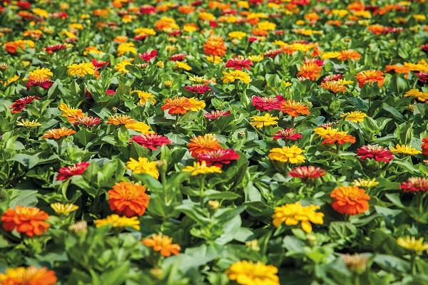 Gartenbau Heufs KG
