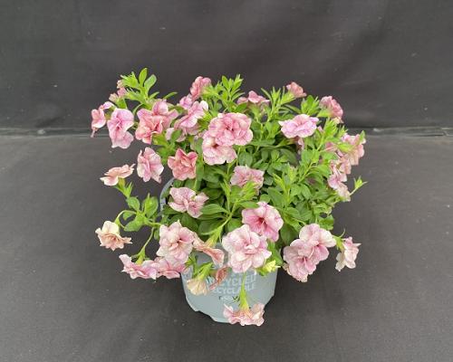 682ec5e40706a