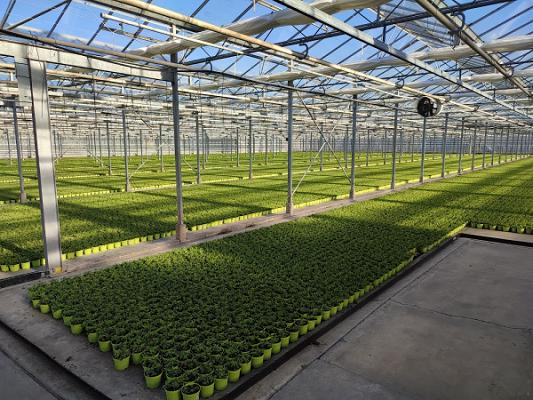 Günter & Susanne van Soest Gartenbau / Großhandel