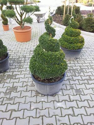 Baumschule | Garten-&Landschaftsbau Inh. P. Maier