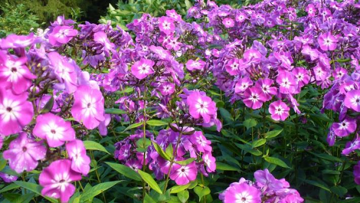 Schindhelm Garten- und Landschaftsbau