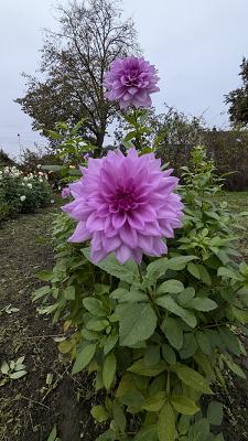 682ec73e8836b