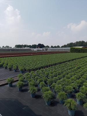 Johannes Franken Gartenbau