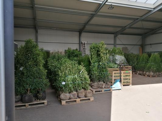 Heckenpflanzen Pflanzenhandel Thelen