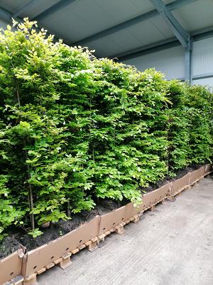682ec7daea349