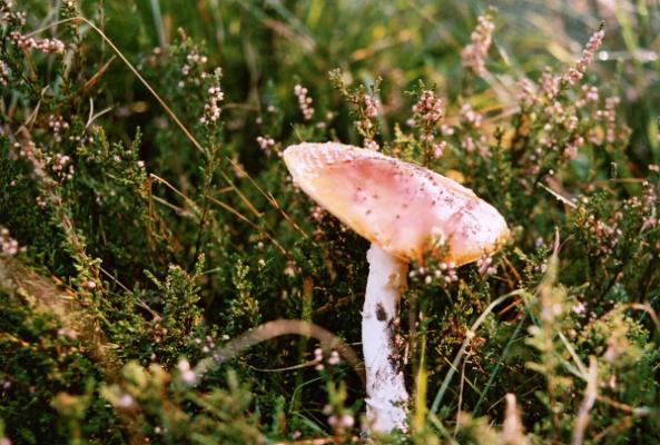 Stefan Windeln Pilzkulturen