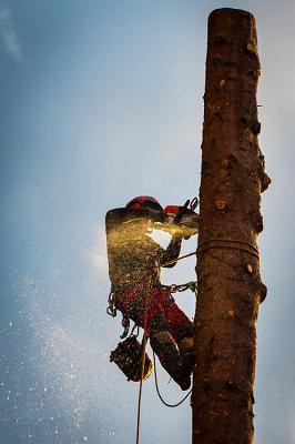 Baum- und Gartenwelt Mombaur