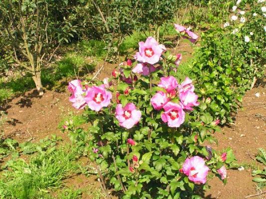 Vasco Matis Baumschulen und Gartengestaltung