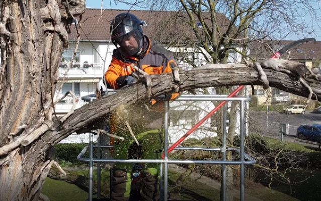 Baumpflege & Baumsachverständigenbüro Leven