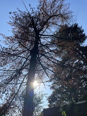 Baumfällung Michael Bednarski