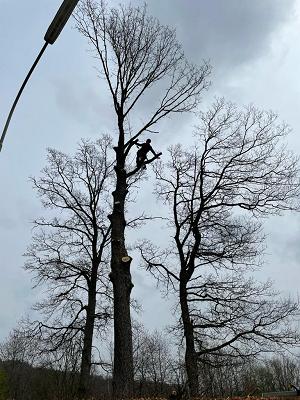 David Friederichs Baumschulgärtner