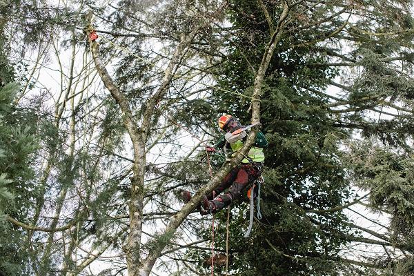 Baumpflege Alexander Richter