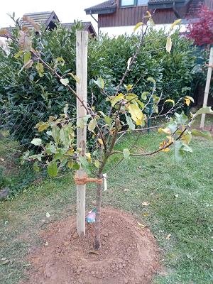 Gartenpflege/ -bau Grüterich