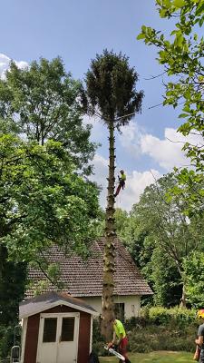 Stemmler Baumfällung