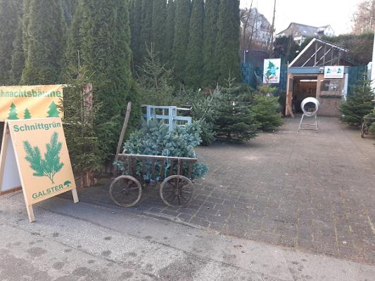 Galster Weihnachtsbäume