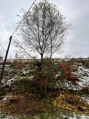 DK Gartenpflege