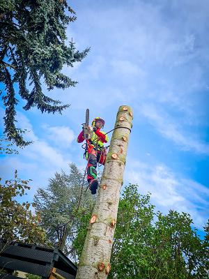 Wolff & Richter Garten- und Landschaftsbau - Baumfällung