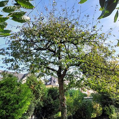 Haus & Gartenservice