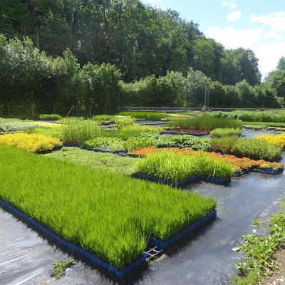 Wasserpflanzen Wolff