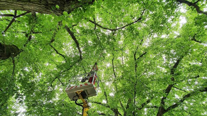 Weltzel Baum- und Grünpflege