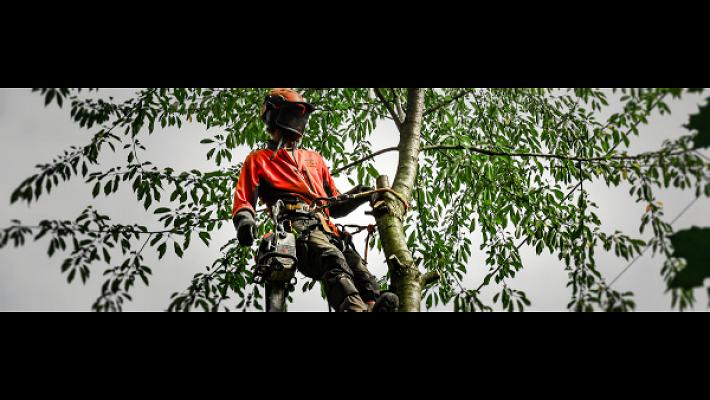 Baumservice Stockhausen