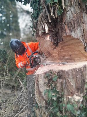 Arborista Baumdienst Baumpflege Baumfällung Baumarbeiten
