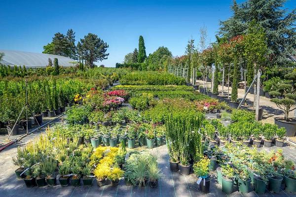 Baumschule Brauweiler