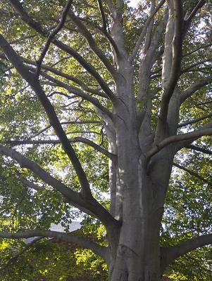 Baumpflege-Berg-Bedachung