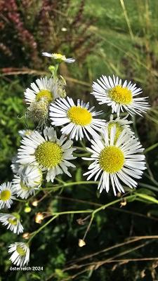 Baumfällung Gartengestaltung Kunstrasenprofi Rollrasen Gartenbau-Gartenservice-Baumpflege