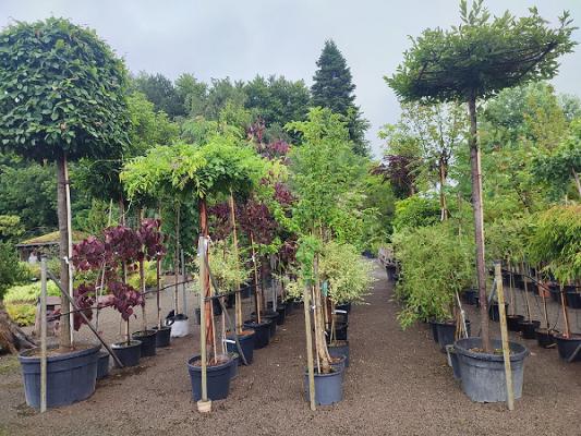 Bienwald-Baumschule GbR