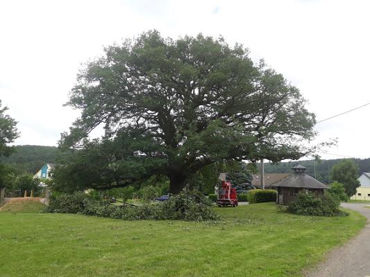 Baumpflege und Gartengestaltung Scherer