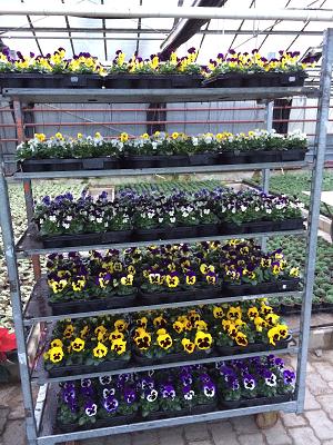 Gärtnerei Sandra Schlötter