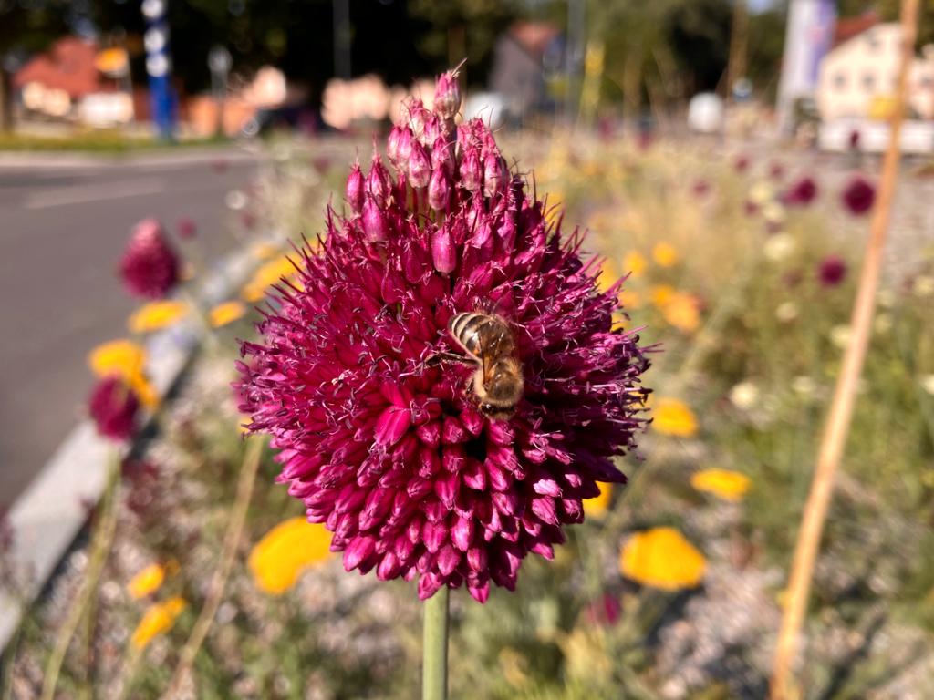 Daxauer - Naturnahe Landschaftsgestaltung